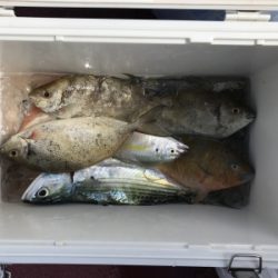 本部釣りイカダ 釣果