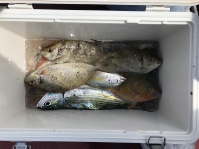 本部釣りイカダ 釣果