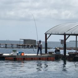 本部釣りイカダ 釣果