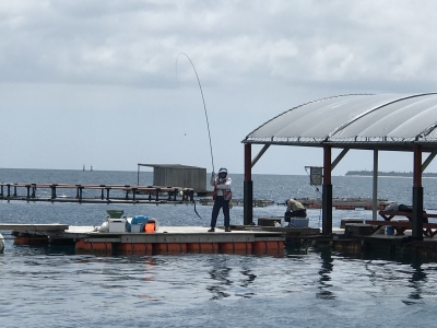 本部釣りイカダ 釣果