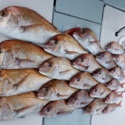 遊漁船 幸友丸 釣果