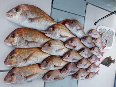 遊漁船 幸友丸 釣果