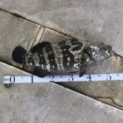 本部釣りイカダ 釣果