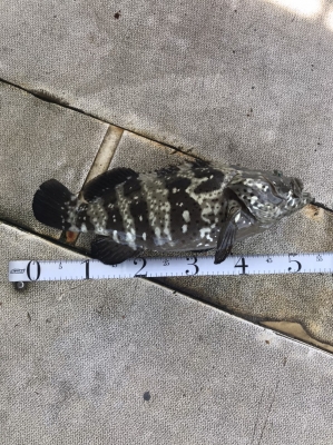 本部釣りイカダ 釣果