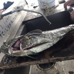 本部釣りイカダ 釣果