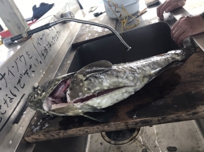 本部釣りイカダ 釣果