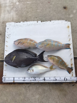 本部釣りイカダ 釣果