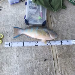 本部釣りイカダ 釣果