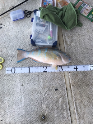 本部釣りイカダ 釣果