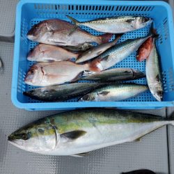 ブルーピア 釣果