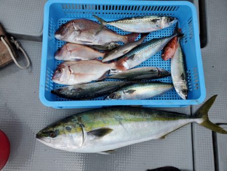 ブルーピア 釣果