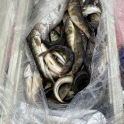 第八平成丸 釣果