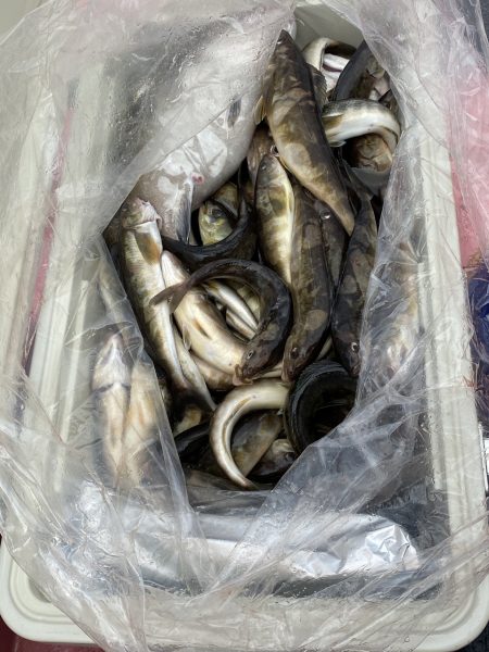 第八平成丸 釣果