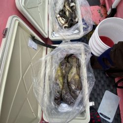 第八平成丸 釣果