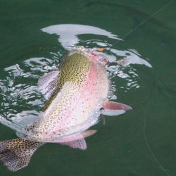 小菅トラウトガーデン 釣果