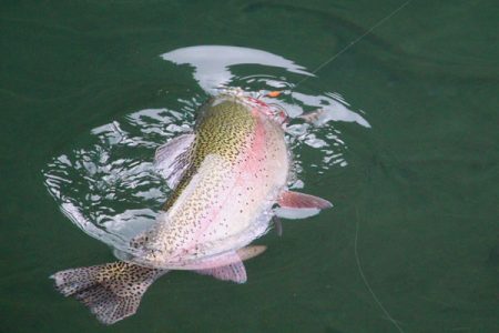 小菅トラウトガーデン 釣果