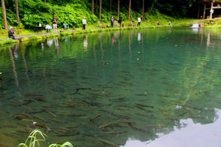 小菅トラウトガーデン 釣果
