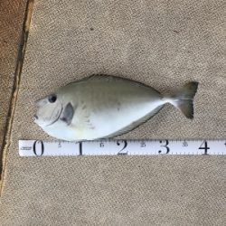 本部釣りイカダ 釣果