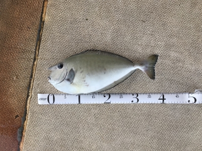 本部釣りイカダ 釣果