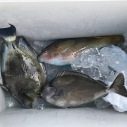 本部釣りイカダ 釣果