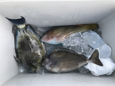 本部釣りイカダ 釣果