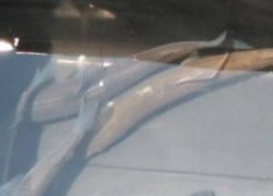 大井川(大井川(非)漁業協同組合) 釣果