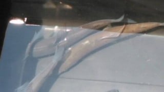 大井川(大井川(非)漁業協同組合) 釣果