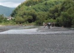 大井川(大井川(非)漁業協同組合) 釣果