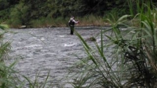 大井川（大井川(非)漁業協同組合） 釣果