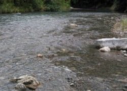 大井川(大井川(非)漁業協同組合) 釣果