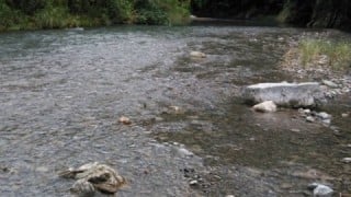 大井川(大井川(非)漁業協同組合) 釣果