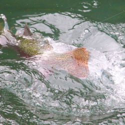 小菅トラウトガーデン 釣果