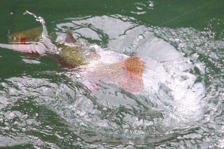 小菅トラウトガーデン 釣果