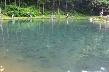 小菅トラウトガーデン 釣果