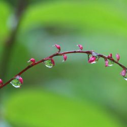 小菅トラウトガーデン 釣果