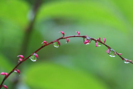 小菅トラウトガーデン 釣果