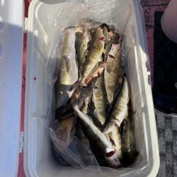 第八平成丸 釣果