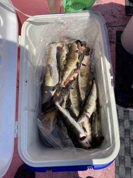 第八平成丸 釣果