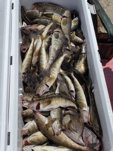 第八平成丸 釣果