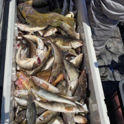 第八平成丸 釣果