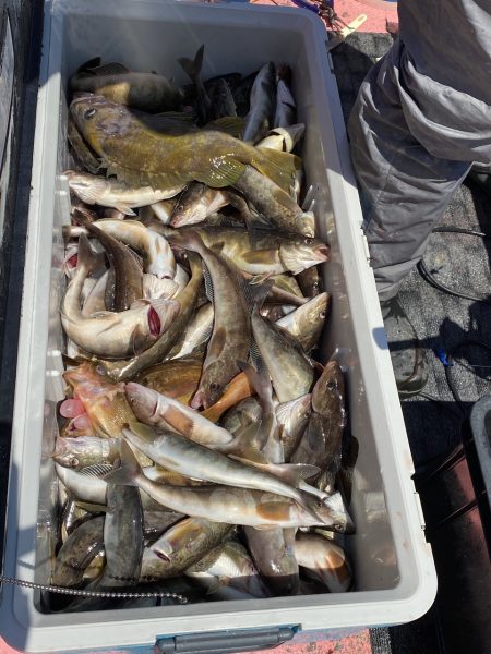 第八平成丸 釣果