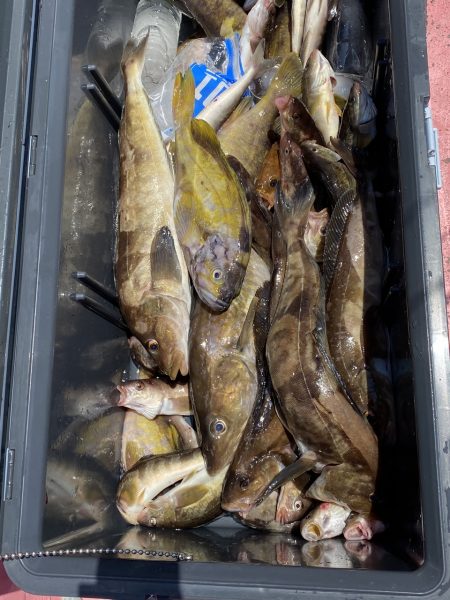 第八平成丸 釣果