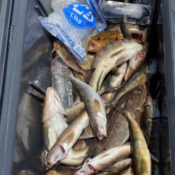 第八平成丸 釣果