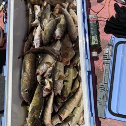 第八平成丸 釣果