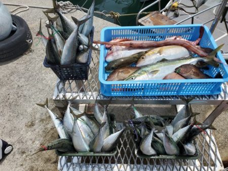 ブルーピア 釣果