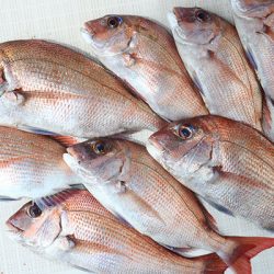 松本釣船２ 釣果