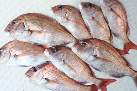 松本釣船２ 釣果