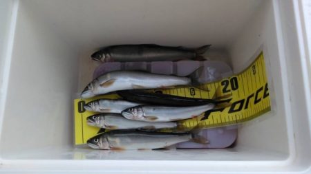 大井川（大井川(非)漁業協同組合） 釣果