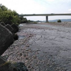 大井川(大井川(非)漁業協同組合) 釣果