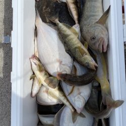 第八平成丸 釣果